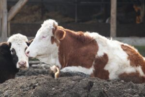 Şap hastalığı bitti mi? Bakanlıktan açıklama geldi