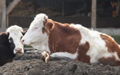 Şap hastalığı bitti mi? Bakanlıktan açıklama geldi