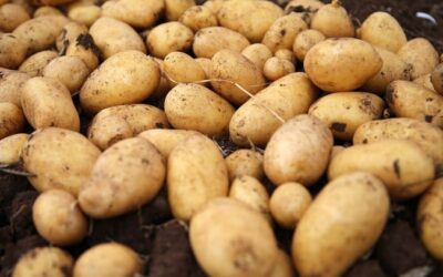 Bakanlıktan patates fiyatı açıklaması