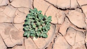 49°C sıcaklıkta bile yaşayan bu bitki tarımda her şeyi değiştirebilir