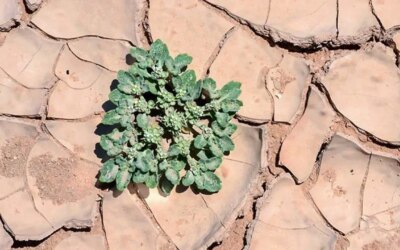 49°C sıcaklıkta bile yaşayan bu bitki tarımda her şeyi değiştirebilir