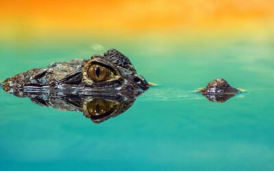 Hayvanlar Alemi'nin İlk Savaşı: Kambriyen'deki Silahlanma Yarışı Nasıl Başladı?