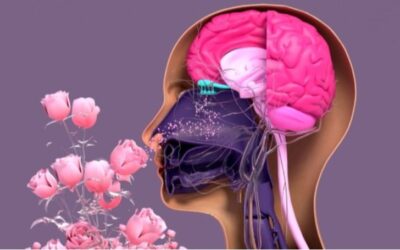 Burnumuzun Ucundaki Fizik: Kokunun, Kuantum Tünelleme ve Şekil Hipotezleri!