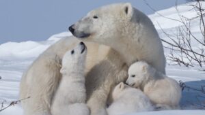 Embriyonik Diyapoz Nedir? Embriyonik Gelişim Neden Durdurulur?