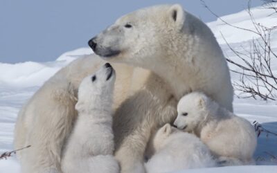 Embriyonik Diyapoz Nedir? Embriyonik Gelişim Neden Durdurulur?