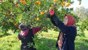 2 TL’lik mandalinanın 20 TL’lik rant yolculuğu