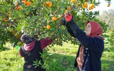 2 TL’lik mandalinanın 20 TL’lik rant yolculuğu