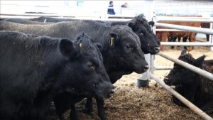 Büyükbaşın merkezi ithal angus cenneti