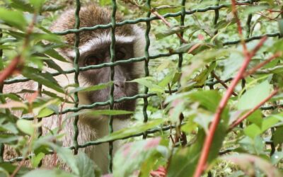 Hayvan Etiği ile İlgili Okumanız Gereken 20 Kitap