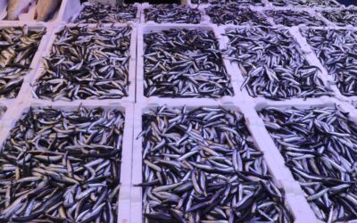 Hamsinin kilosu gün gün ucuzluyor