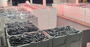 Hamside son 4 yılın en büyük bolluğu: Fiyatlar çakıldı, tezgâhlara akın başladı