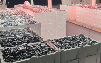 Hamside son 4 yılın en büyük bolluğu: Fiyatlar çakıldı, tezgâhlara akın başladı