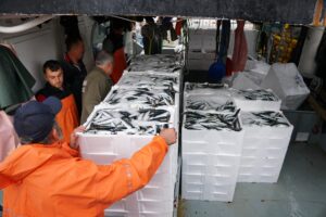 Sabahın ilk ışıklarıyla denize açılan balıkçılar limana zengin olarak döndü