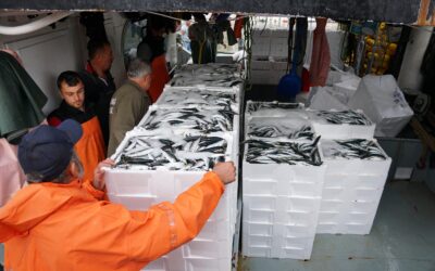 Sabahın ilk ışıklarıyla denize açılan balıkçılar limana zengin olarak döndü