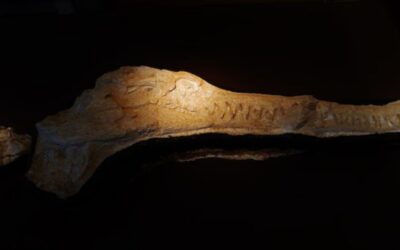 Mısır’da Keşfedilen En Eski Uzun Burunlu Timsah Fosili, Deniz Timsahlarının Afrika Kökenli Olduğunu Ortaya Koydu!