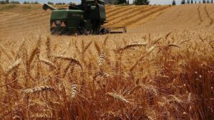 Çiftçi borç batağında: Depodaki buğdaya kadar haciz geliyor