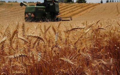 Çiftçi borç batağında: Depodaki buğdaya kadar haciz geliyor
