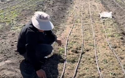 İşsiz kalınca ekti, hayatı bir anda değişti! Kilosunu 200-300 bin TL'ye satıyor