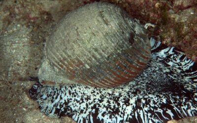 Deniz salyangozu ihracatı 9 ayda 10,7 milyon dolar kazandırdı