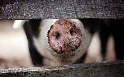İspanya’da 30 yıl sonra görülen domuz gribi domuz eti ihracatını vurdu