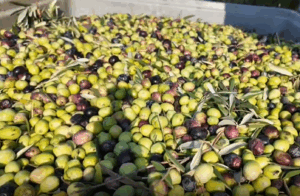 Soma’da zeytin hasadı başladı: Kuraklık fiyatları vuracak!