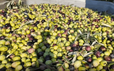 Soma’da zeytin hasadı başladı: Kuraklık fiyatları vuracak!