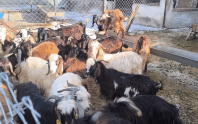 “‘Altınla yarışıyor’ diyerek isyan etti: Bir haftada 50 TL zam geldi