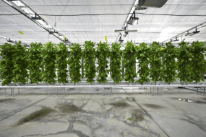 Türkiye’nin dikey tarımında yerli sistemle yüksek verim: 42 metrekarede 750 bitki üretiliyor