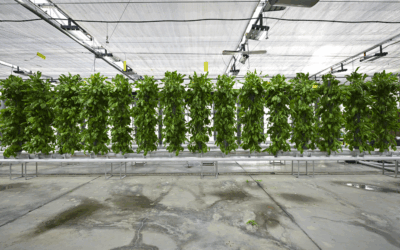 Türkiye’nin dikey tarımında yerli sistemle yüksek verim: 42 metrekarede 750 bitki üretiliyor