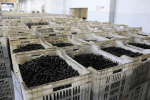 Türk zeytini Orta Doğu'ya açılıyor