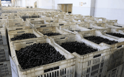 Türk zeytini Orta Doğu'ya açılıyor