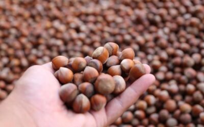 Türkiye fındık ihracatından 10 ayda 1,8 milyar dolarlık gelir