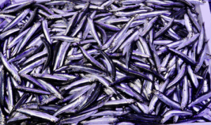 Trabzon'da hamsi bolluğu: Kilosu 75 liraya düştü