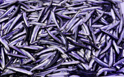 Trabzon'da hamsi bolluğu: Kilosu 75 liraya düştü