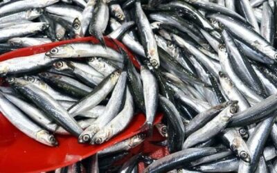 Trabzon'da hamsi ve istavrit bolluğu: 150 liradan satışa sunuluyor