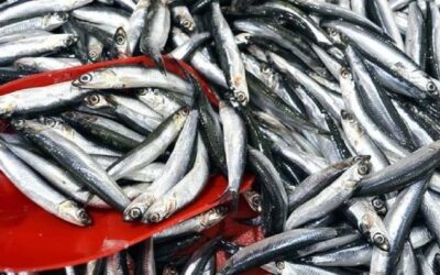 Sinop'ta balıkçı tezgahları doldu: 150 liradan satılıyor