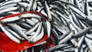 Türkiye'den en fazla hamsi alan ülkeler açıklandı: 12 milyon dolarlık rekor