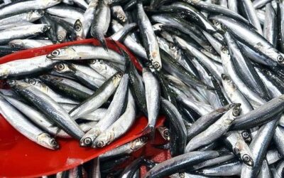 Türkiye'den en fazla hamsi alan ülkeler açıklandı: 12 milyon dolarlık rekor