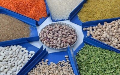 Güneydoğu’nun hububat ve bakliyat ihracatı 10 ayda 2,9 milyar doları aştı