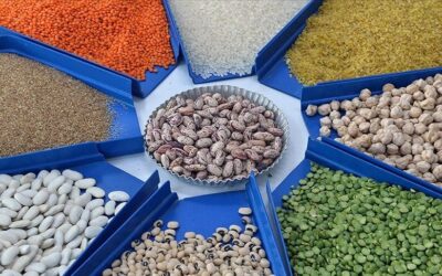 Türkiye'nin hububat, bakliyat, yağlı tohumlar ihracatı 10 ayda 10 milyar doları aştı