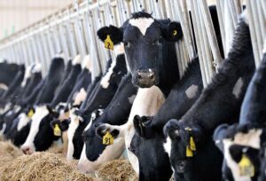 Hayvan kesim ücreti zamlandı: 7 bin liraya fırladı