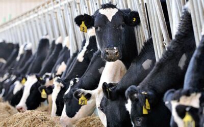 Hayvan kesim ücreti zamlandı: 7 bin liraya fırladı