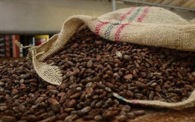 Geçen yıl rekor kırmıştı, bu kez sert düştü: Kakao fiyatları eriyor