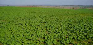 Yağan yağmurlar Edirneli çifciye yaradı: Tarlalar bayram etti