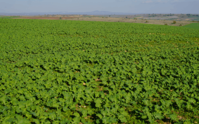 Yağan yağmurlar Edirneli çifciye yaradı: Tarlalar bayram etti