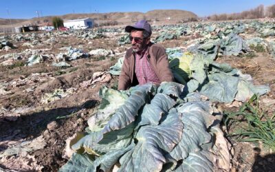 Tarlasını vatandaşa açtı: Köşeyi döndü