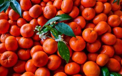 Mandalina ihracatı 10 ayda yüzde 34 artarak 375 milyon dolar oldu