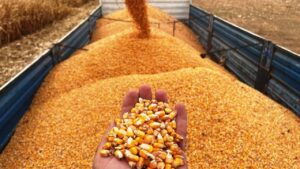 Arpa ve mısır ithalatında tarife kontenjanı 1 milyon tona çıktı