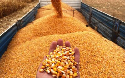 Arpa ve mısır ithalatında tarife kontenjanı 1 milyon tona çıktı