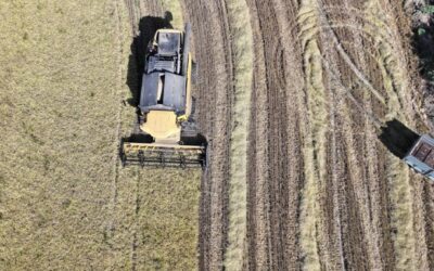 TMO’dan arpa ve mısır ithalatı açıklaması: Karar yeni değil, kontenjan güncellemesi